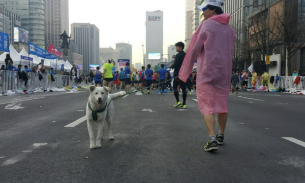 달리기 장거리 마라톤 훈련 방법(1) - 30km 마라톤 벽의 원인