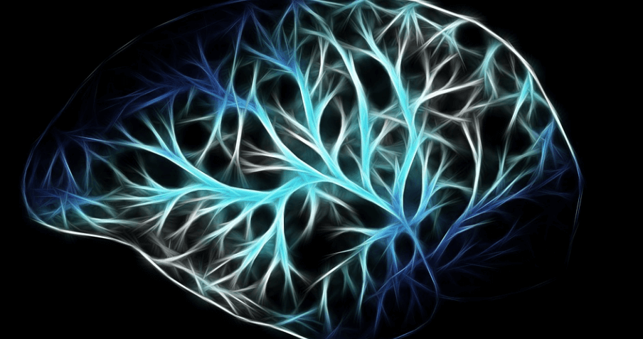 해부학으로 만들어진 뇌의 모습