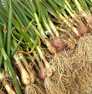 7월에 심는 채소4