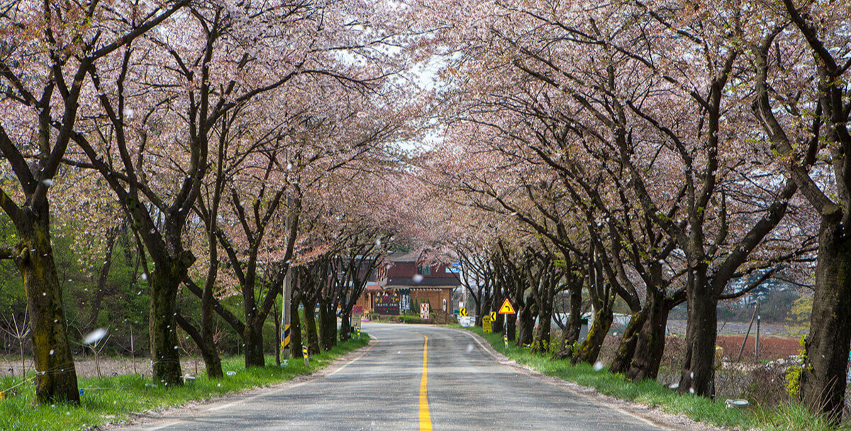 제천 청풍호 벚꽃 명소 시기 만기 벚꽃 드라이브하기 좋은 곳