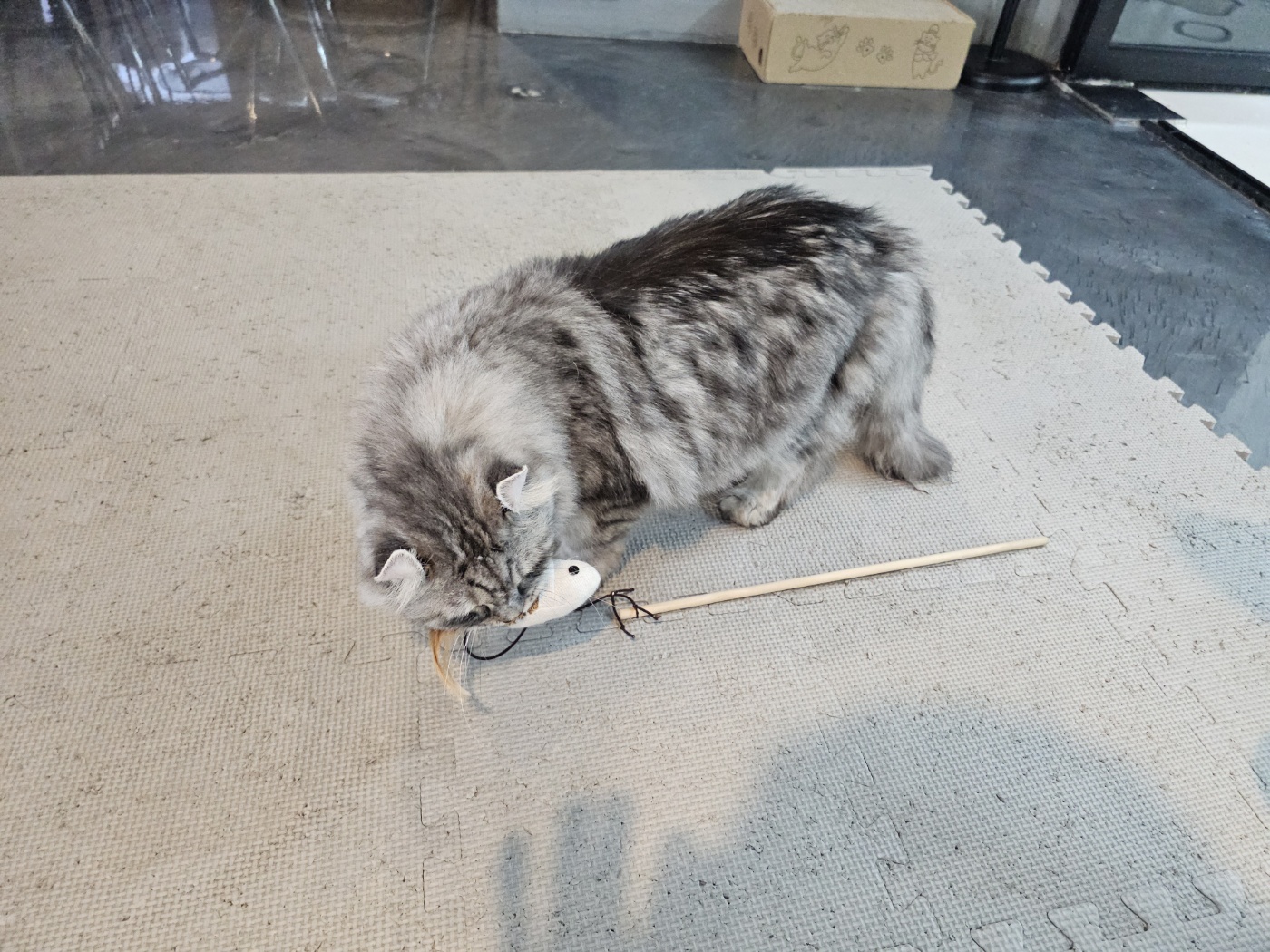 야옹이네 고양이 카페