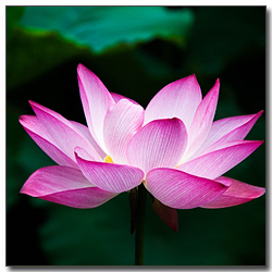 νμ‘μ΄ μ°κ½