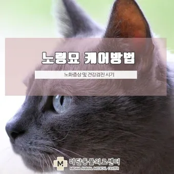 노령 고양이 필수 관리법 4가지 건강 지키기_20