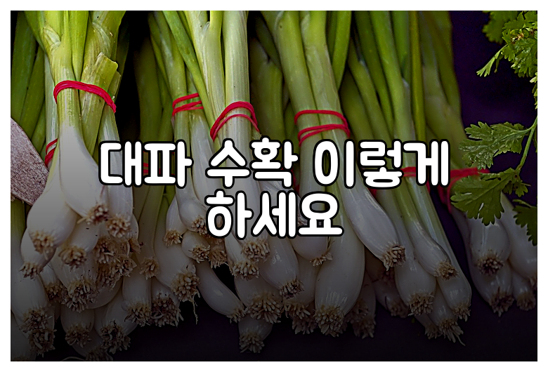 대파 수확 이렇게 하세요