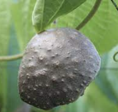 하늘마 효능 부작용 하늘마 먹는방법 보관방법 총정리 (최신)