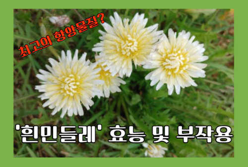흰민들레 효능 10가지와 부작용 및 먹는 법