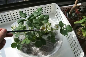 딸기 키우기 물주기 수경재배 비료관리 햇빛배치 실내 재배 팁_8