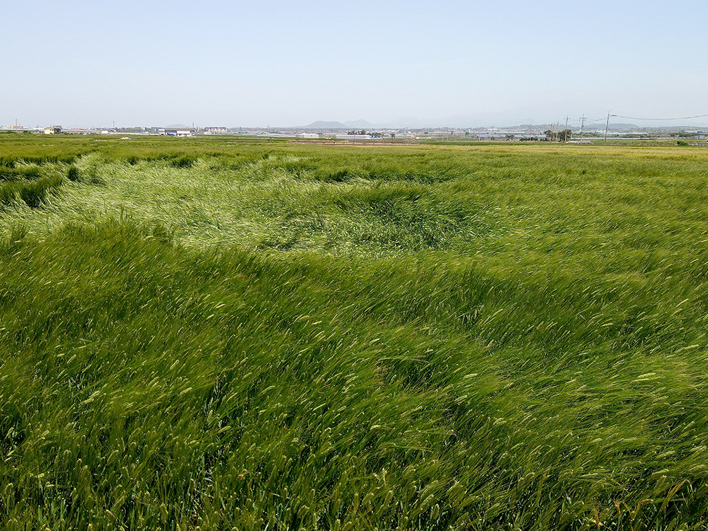 올레길 12코스: 청보리밭