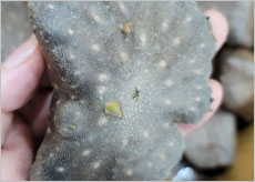 하늘마 먹는법, 효능, 부작용