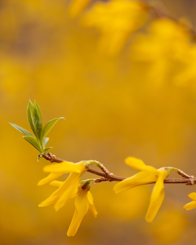 🌼 2026년 최신 수원 개나리 현황 🌼 수원 개나리 실시간 개화시기 및 만개 현황! 수원 개나리 및 수원 개나리 숨은 명소와 축제 모음 총정리 🌼실시간 정보 업데이트