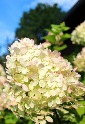 신안 도초도 수국축제