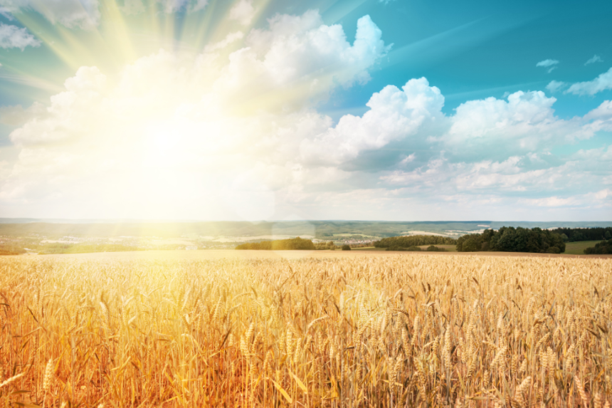 계절의 변화를 세분화한 24 절기 중 '망종' 이해하기