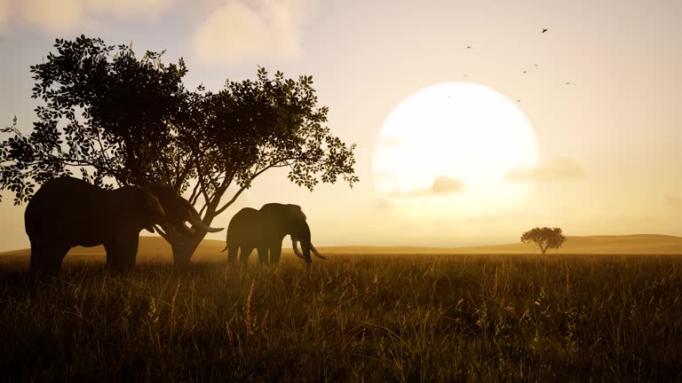 코끼리 꿈 해몽