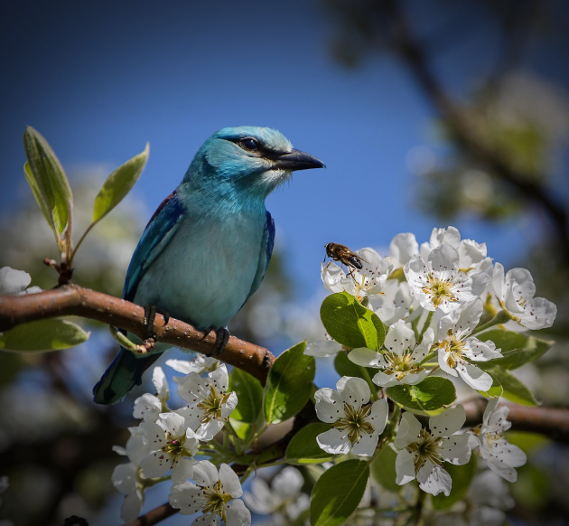 도심 속 벚꽃 vs 자연 속 벚꽃, 어디가 더 좋을까?