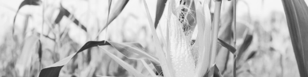 옥수수 수확시기: 남부지방