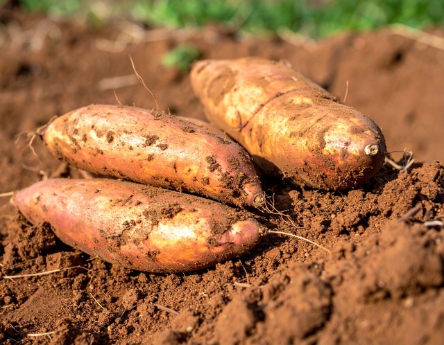 꽃이 진 후 약 60일 후 수확 가능