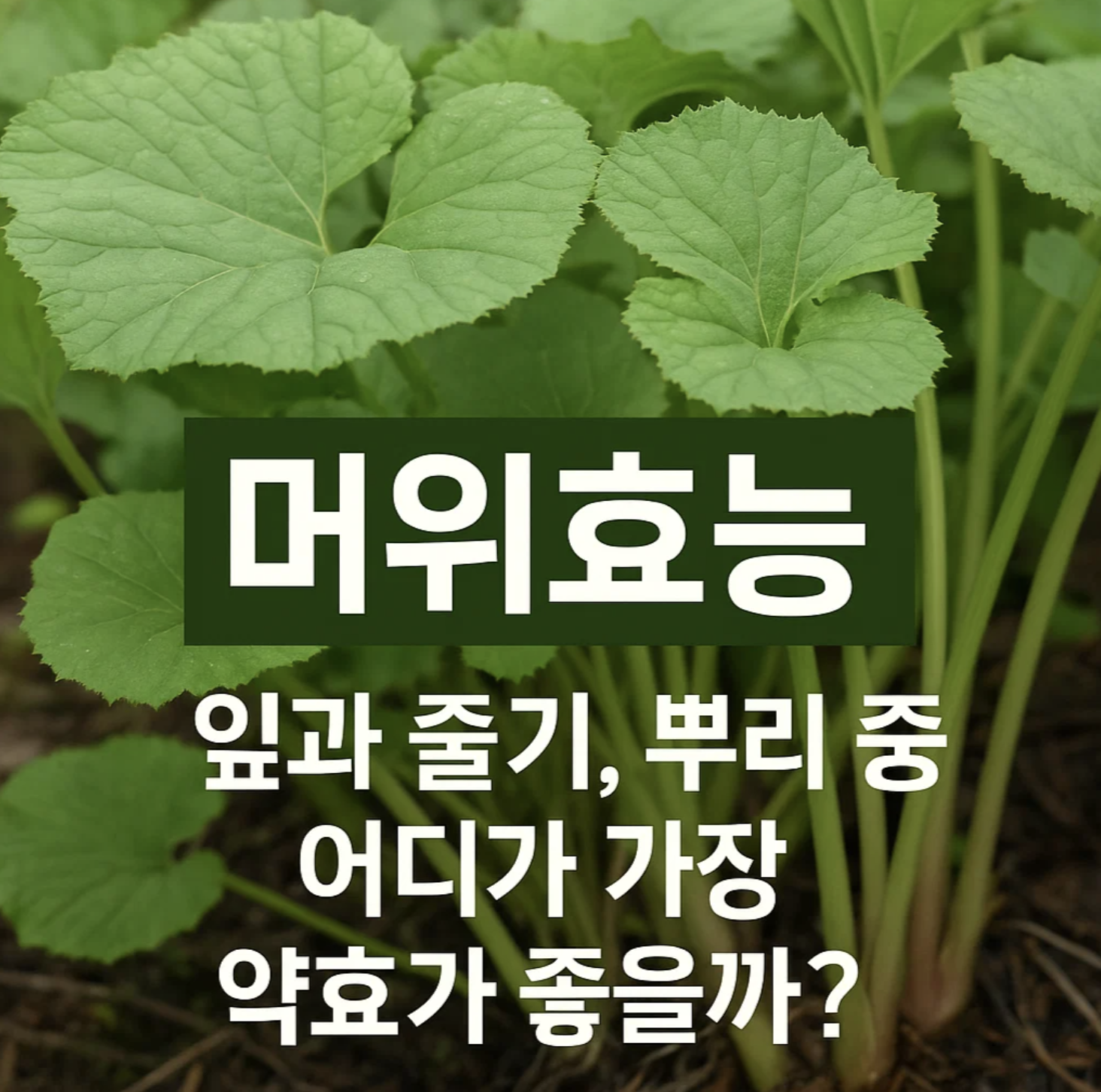 머위효능, 잎과 줄기, 뿌리 중 어디가 가장 약효가 좋을까?