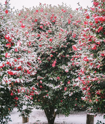 제주 겨울 여행지 동백꽃 명소 추천