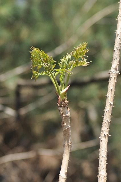 두릅 (Aralia elata)