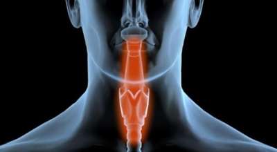 갑상선 이미지