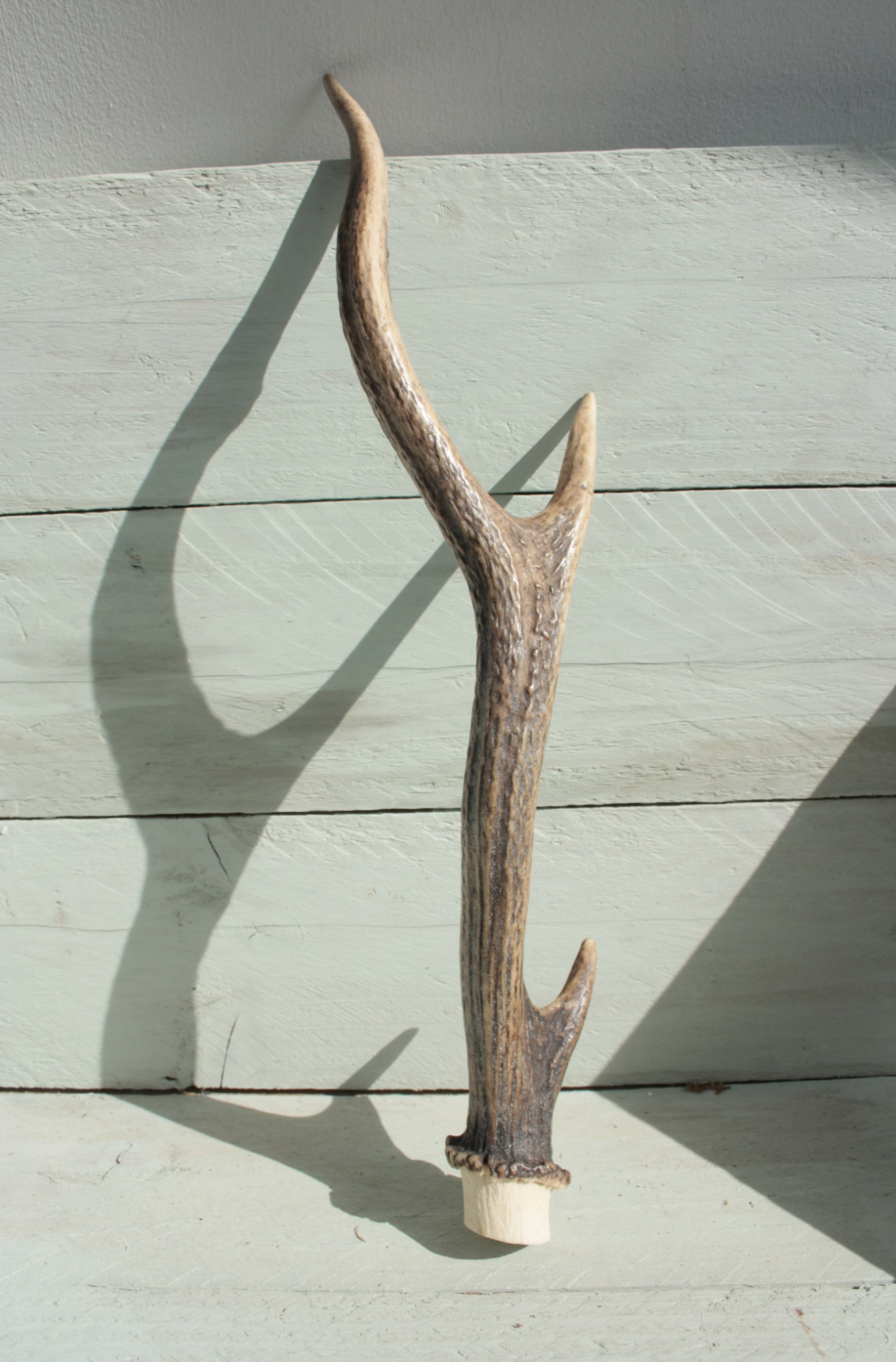 광동 침향환 효능 가격 프로모션 복용 방법 및 부작용2