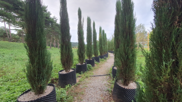 자라섬 꽃 페스타