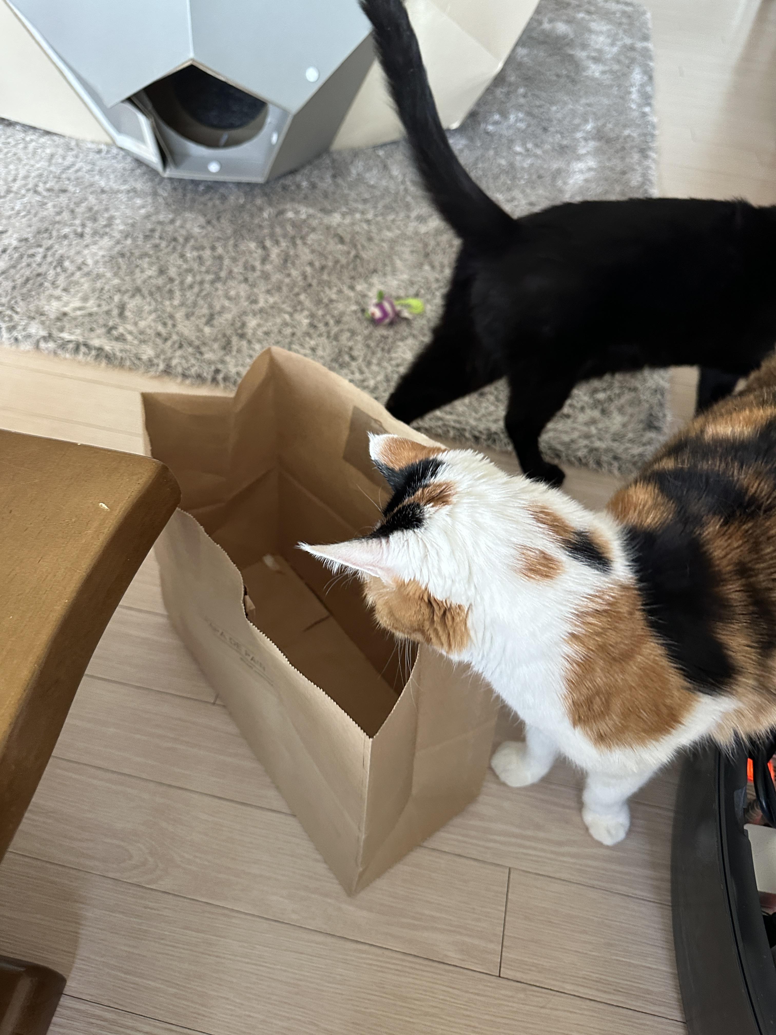 종이봉투 하나로도 즐거운 냥냥이들 (feat.손잡이는 잘라버리고 주기)