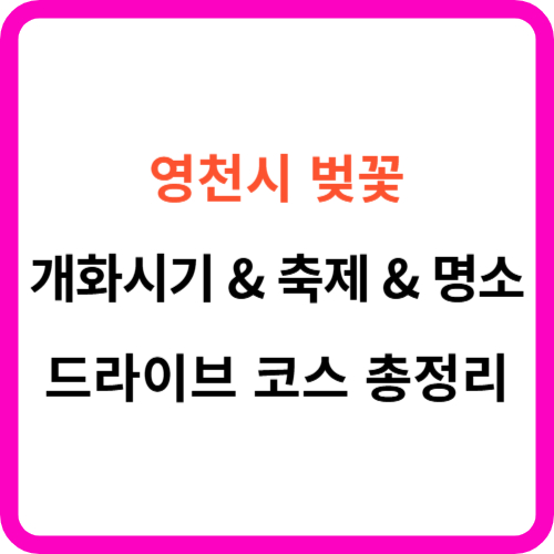 영천 벚꽃 개화시기 축제 명소 드라이브 코스 가이드