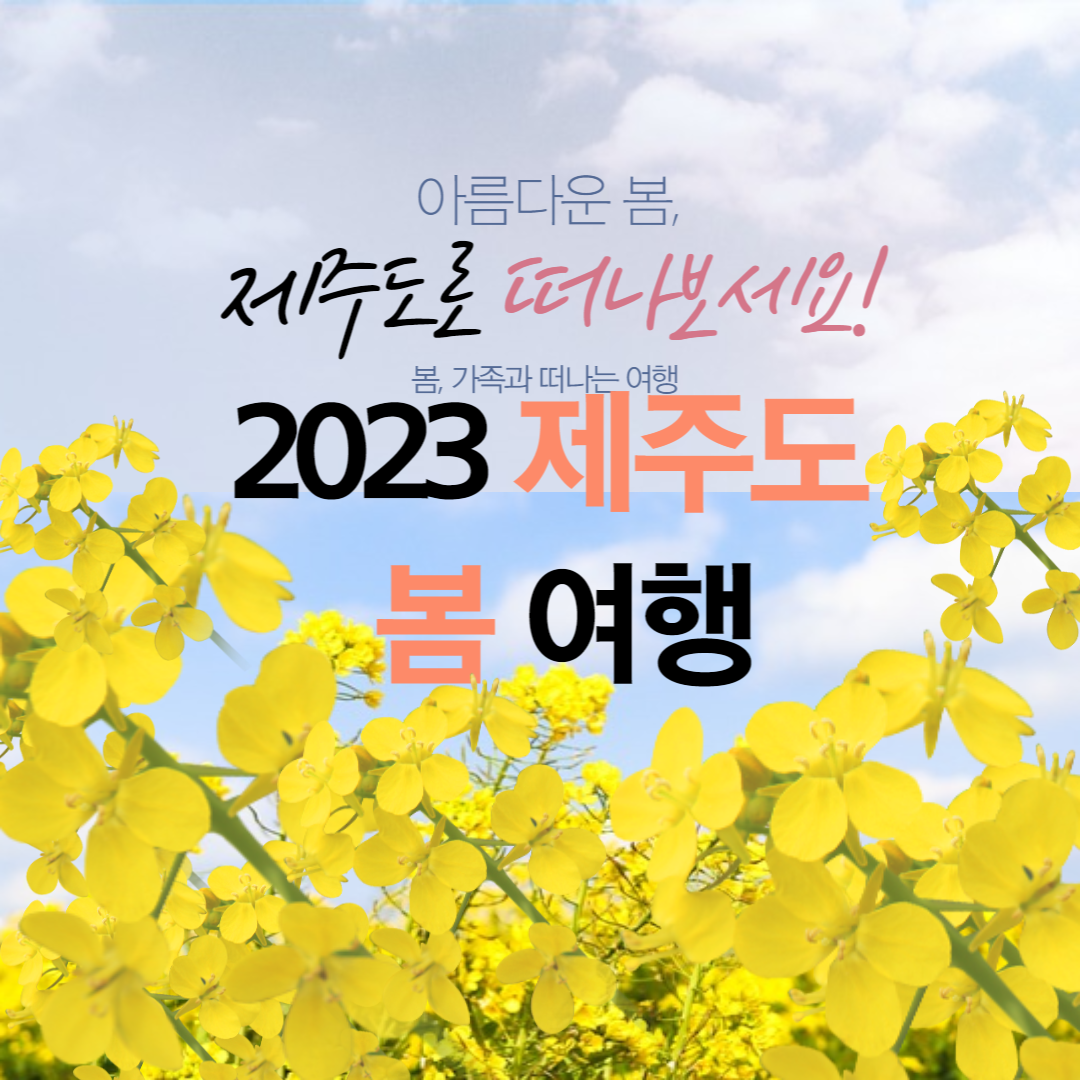 제주도 유채꽃