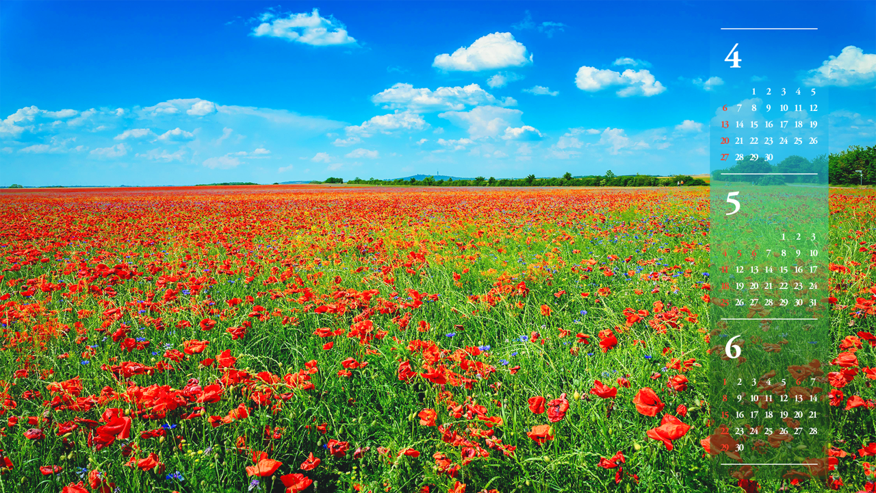 10 푸른하늘과 꽃양귀비 들판 B - 2025년5월 노트북배경화면