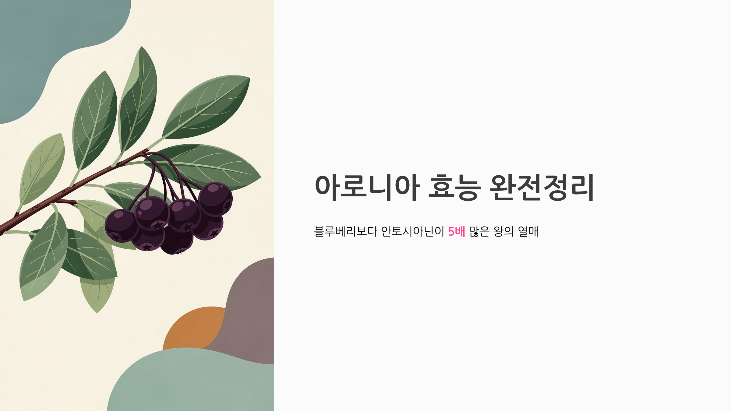 아로니아 효능 완전정리 블루베리보다 안토시아닌이 5배 많은 왕의 열매