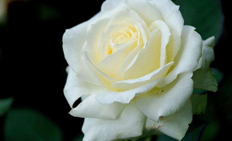 하얀장미 흰장미 흰색장미 하얀색장미 꽃말