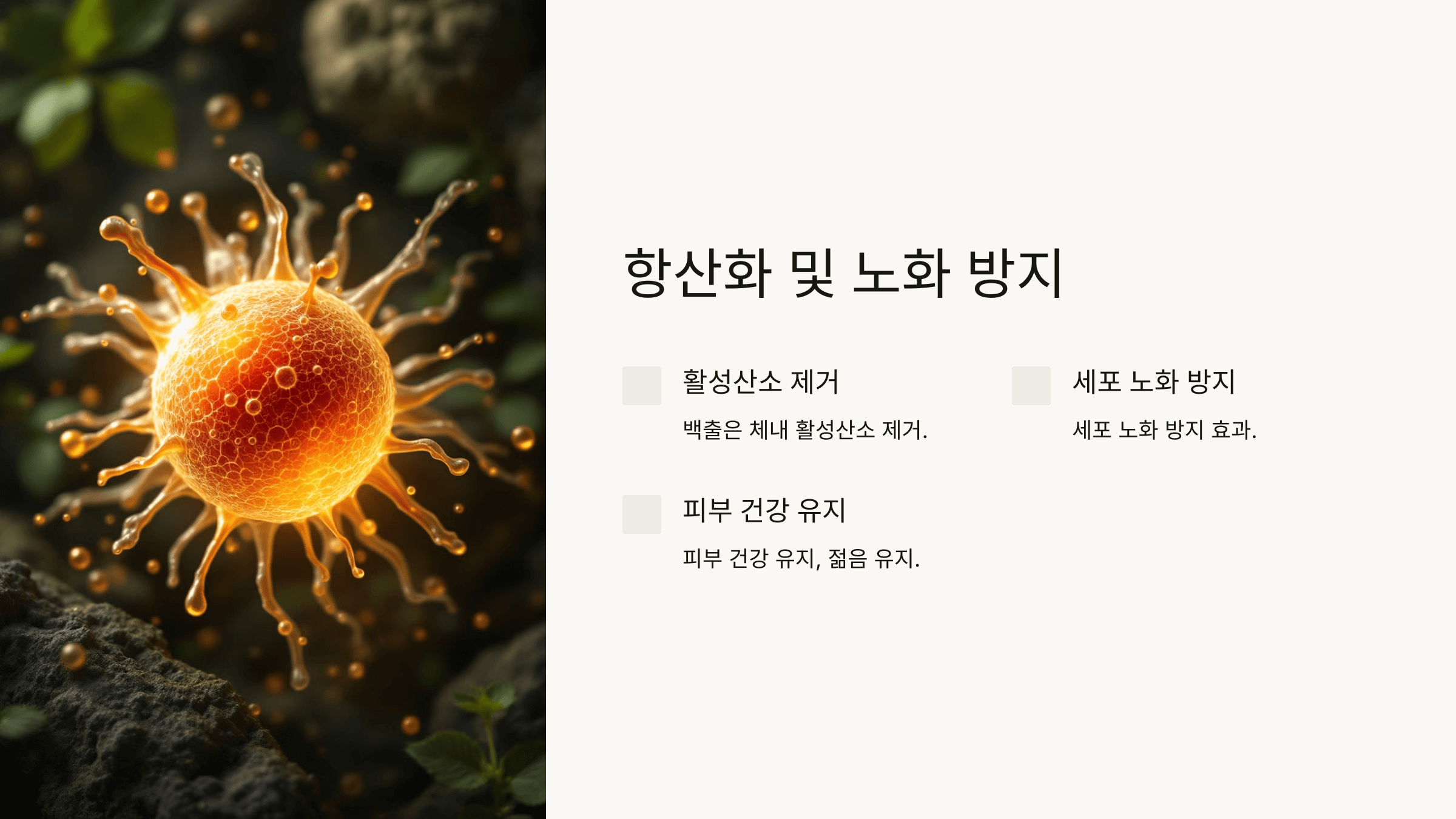 백출과 관련된 사진입니다.