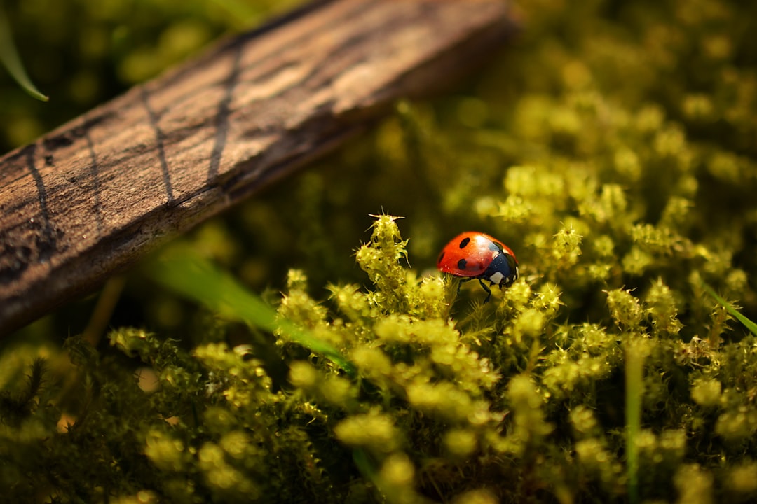Macro.
