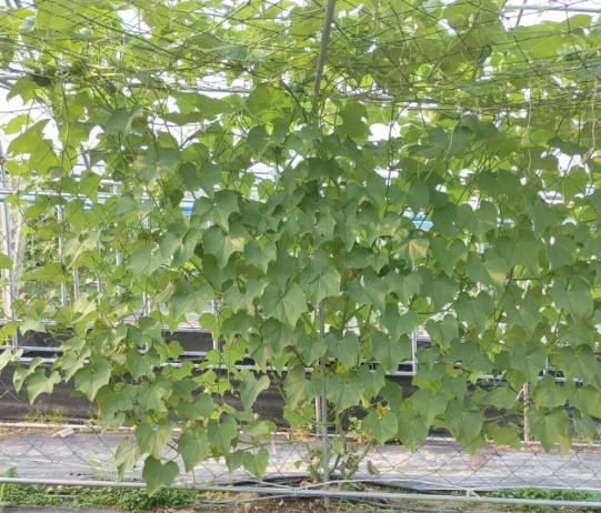 조연농장 차요테