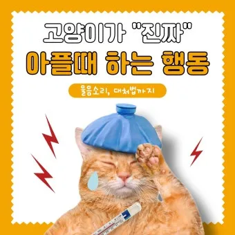 &amp;quot;고양이