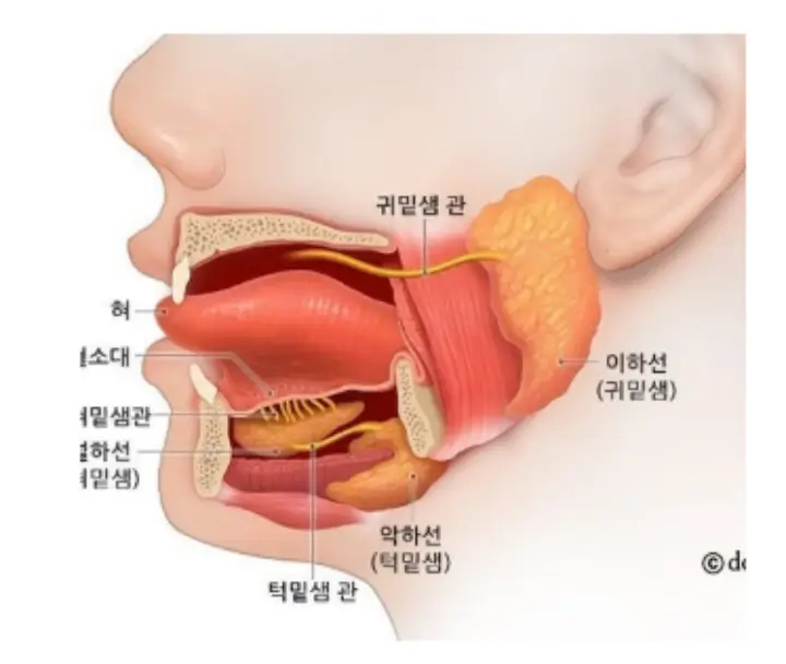 입-구조