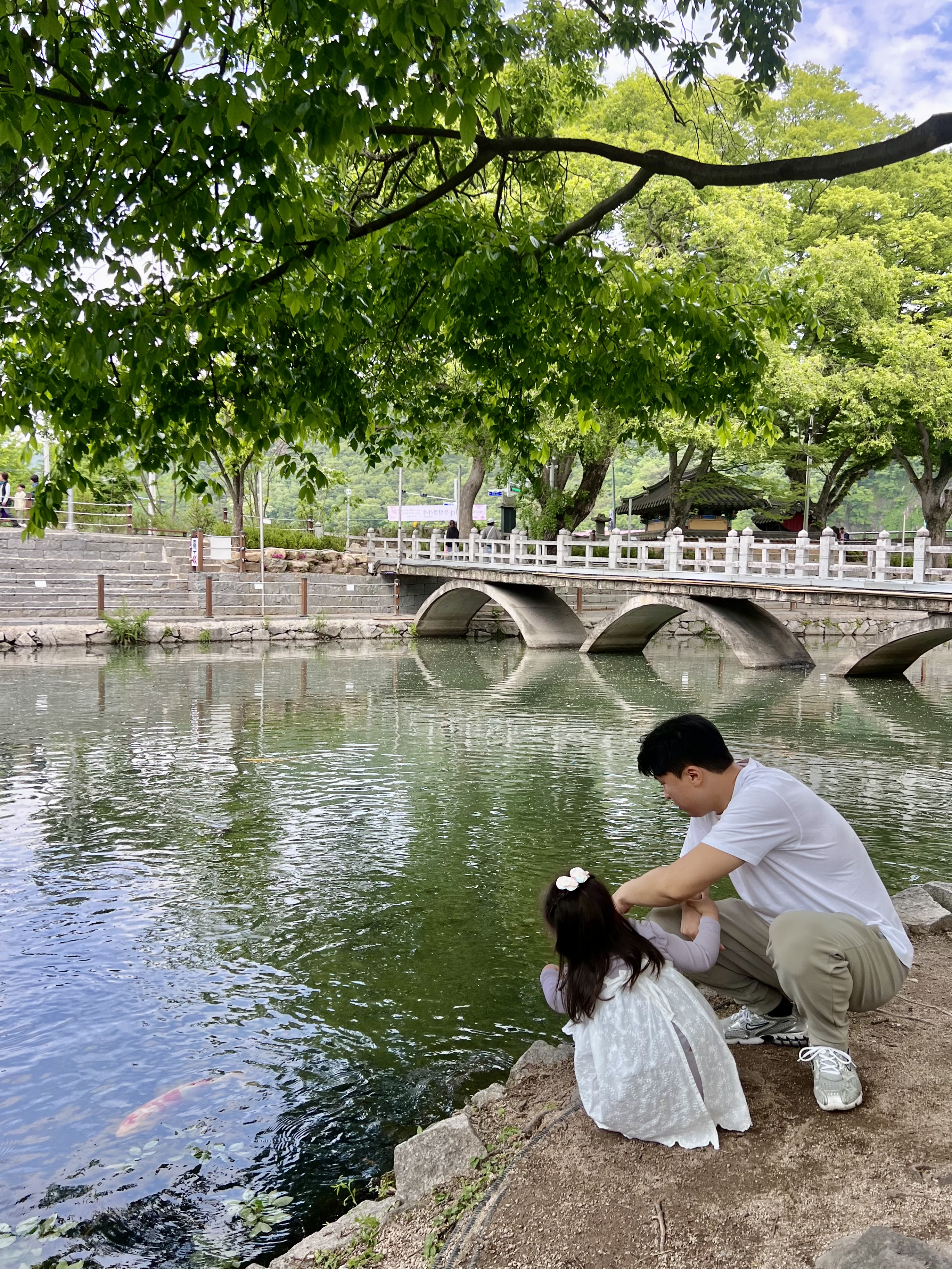 함안 무진정 연못, 무진정 연못 물고기, 함안가볼만한곳