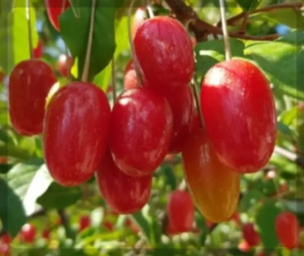 보리수 열매 효능