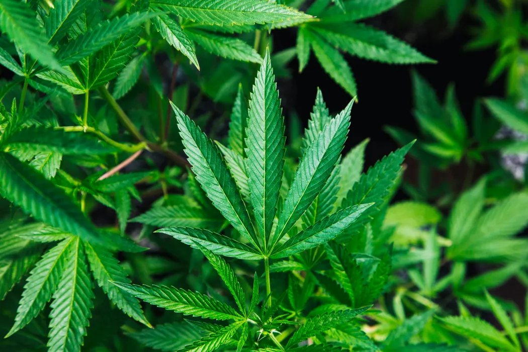 대마-사진
