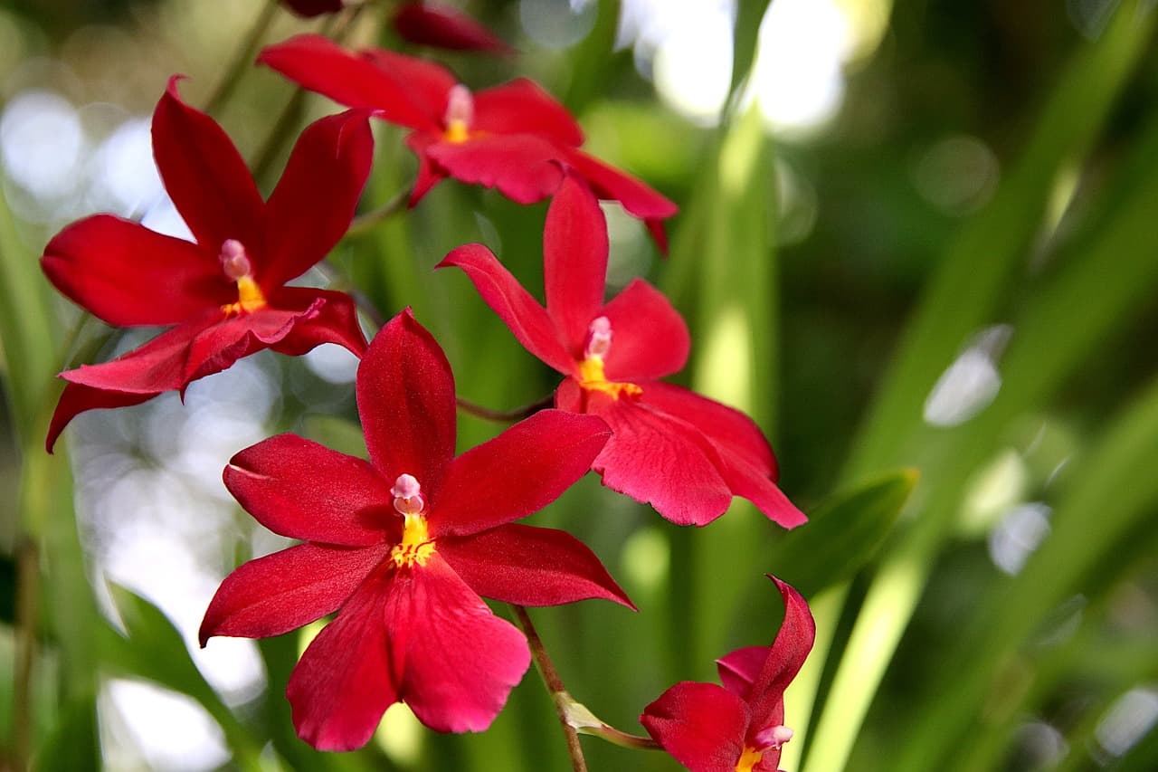 도시 속에서 희귀 식물 키우기