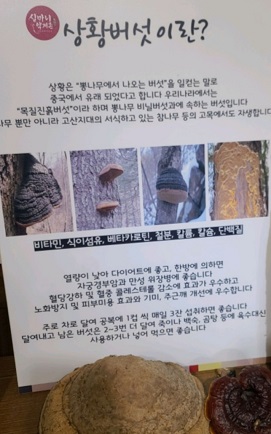 상황버섯