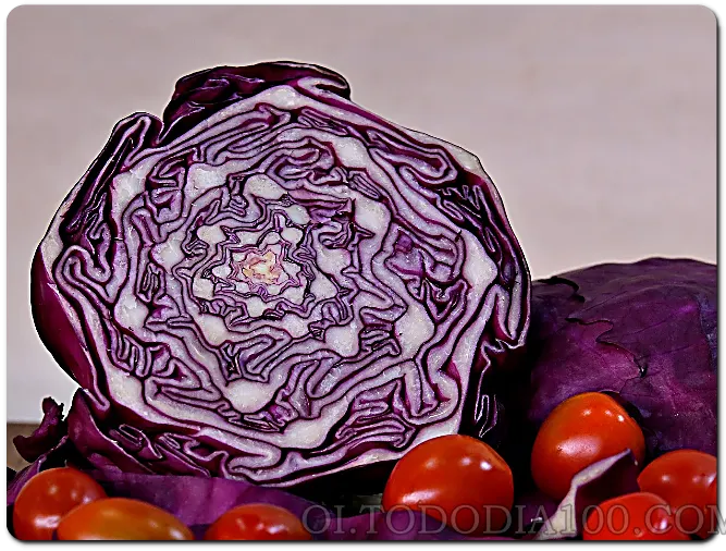 양배추의 효능은