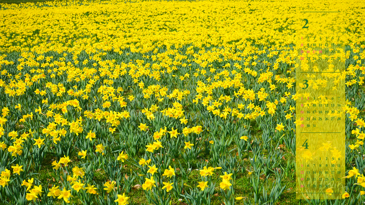06 노란색 수선화 꽃밭 B - 2026년3월 달력배경화면