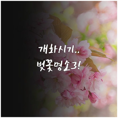 횡성 벚꽃 축제 일정 개화 시기 명소..