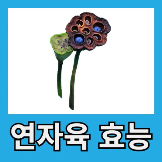 연자육 효능
