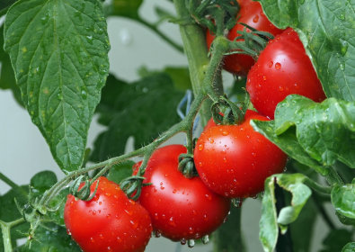 스테비아 방울토마토