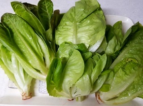 서유채농장-친환경채소