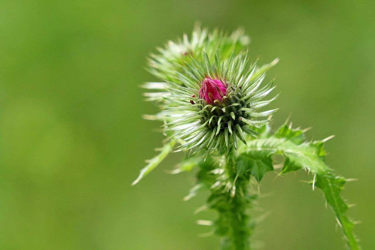 Silymain 건강기능성분 : 복용법 / 주의점 / 효능 / 정의 / 음식