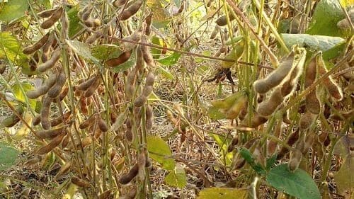 메주콩-백태-대두-노란콩-수확시기